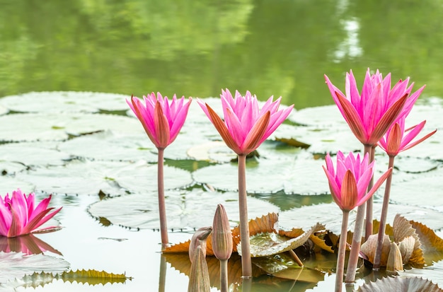 Nénuphar rose ou fleur de lotus dans un étang.