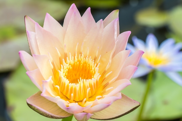 Nénuphar rose ou fleur de lotus.