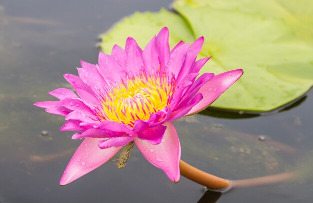 Nénuphar rose ou fleur de lotus.