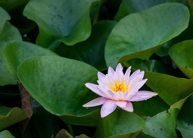 Nénuphar rose en fleurs dans les rayons du soleil couchant dans le lac de la ville