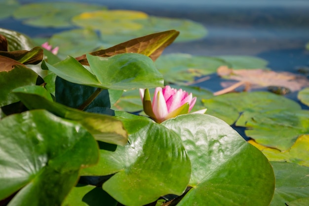 Nénuphar rose en fleurs flottant dans l'eau du lac parmi les feuilles vertes