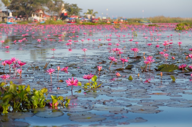 Nénuphar rose avec des fleurs violettes fleurissent sur fond de lac