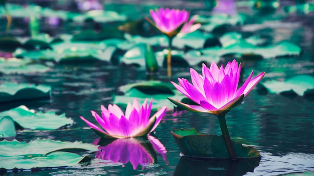 Nénuphar rose de lotus fleurissant sur la surface de l'eau