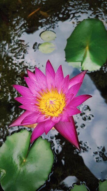 Nénuphar rose, voyage en Asie, flore de la Thaïlande