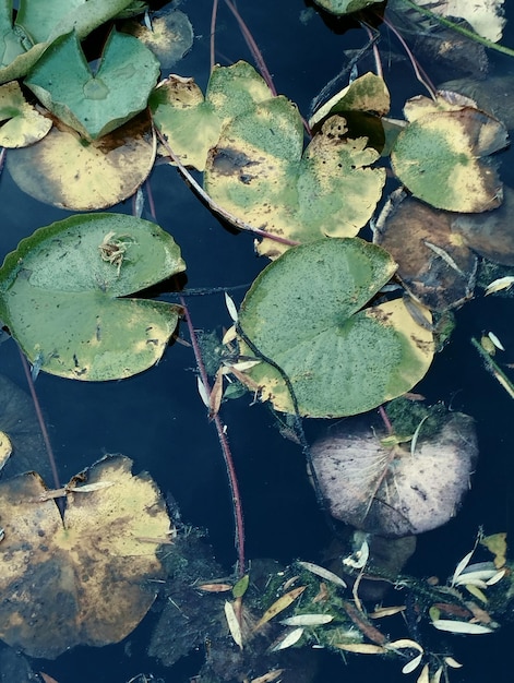 Nénuphar vert d'eau dans l'étang clair