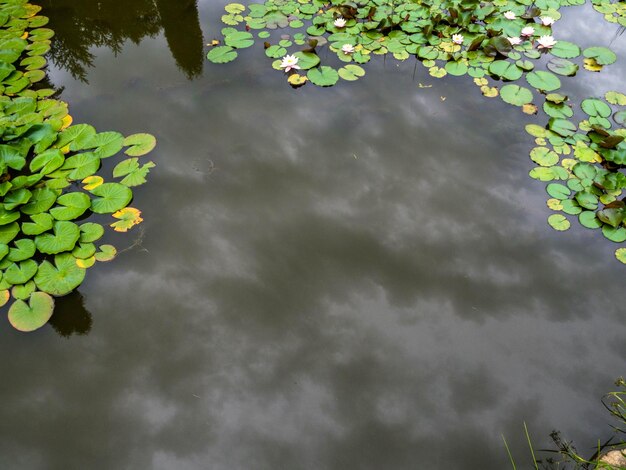 Le nénuphar vert vif couvre la surface d'un étang en jour de pluie