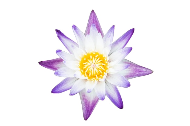 Nénuphar violet blanc sur blanc