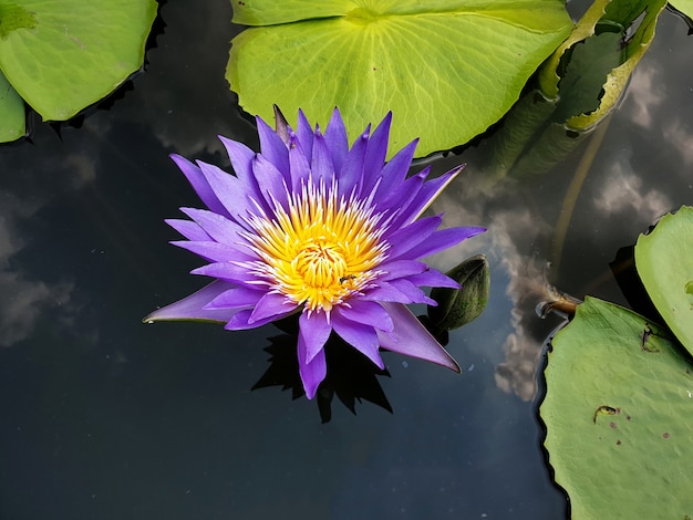 Nénuphar violet ou fleur de lotus avec feuille verte dans l'étang et reflet des nuages dans le ciel