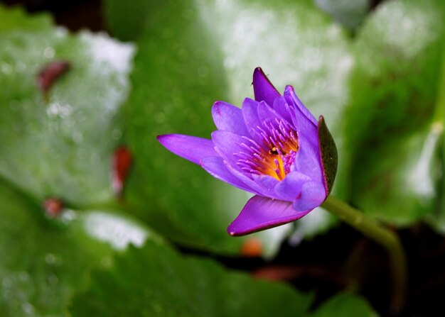 Nénuphar violet ou fleur de lotus avec feuille verte dans l'étang