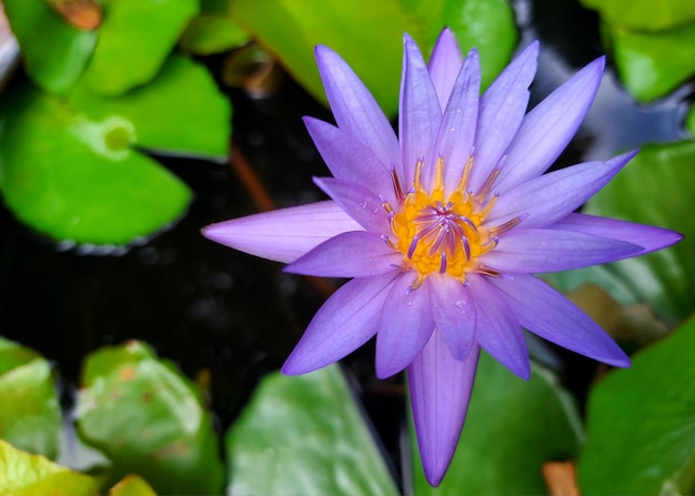 Nénuphar violet fleur de lotus avec feuille verte dans l'étang