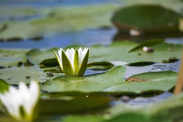 Nénuphars blancs parmi dans le lac