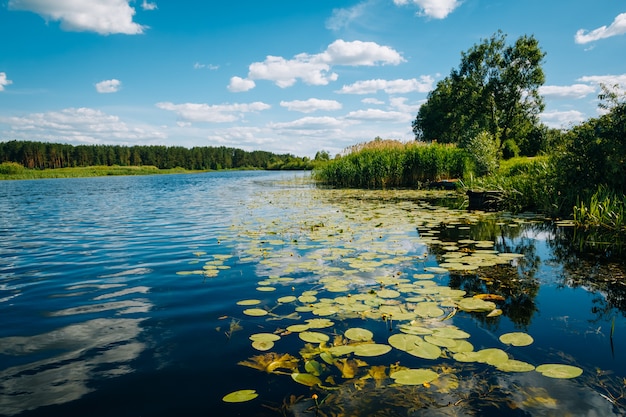 Photo nénuphars dans l'eau de la rivière