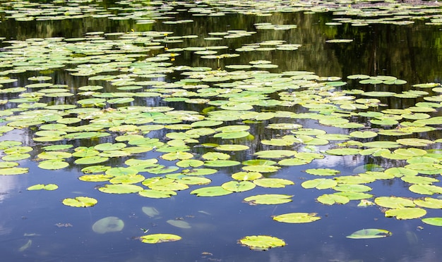 Nénuphars sur l'étang Feuilles de nénuphars verts sur l'eau