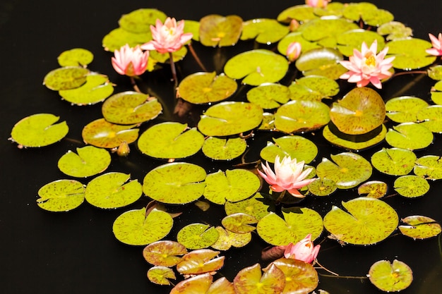 Nénuphars en fleurs dans le jardin au début de l'été.