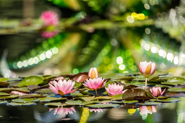 Nénuphars en fleurs de différentes couleurs dans le jardin d'eau.