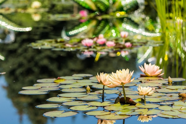 Nénuphars en fleurs de différentes couleurs dans le jardin d'eau.