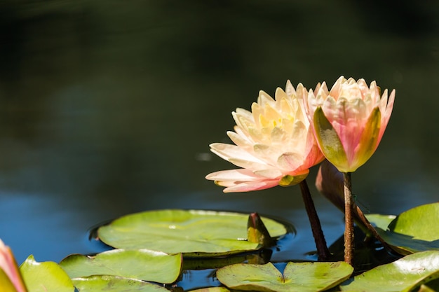 Nénuphars en fleurs de différentes couleurs dans le jardin d'eau.