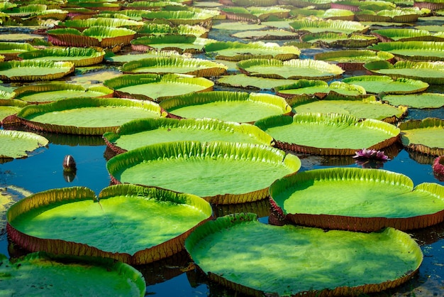 Nénuphars géants de Victoria Amazonica dans le lac pendant la journée