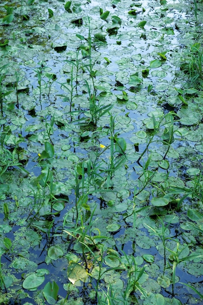 Nénuphars sur le lac. Fond naturel.