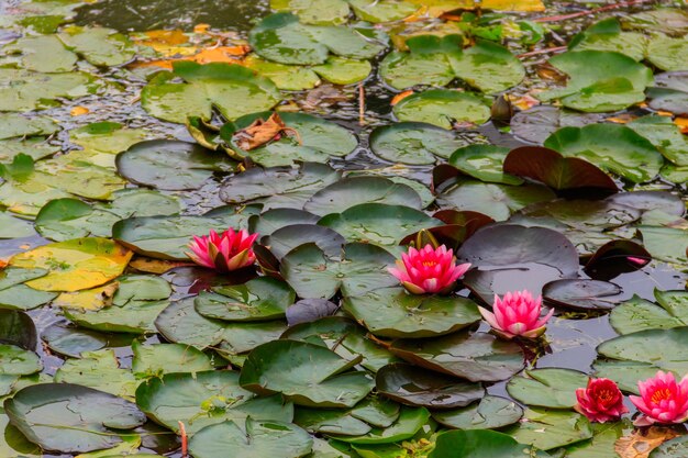 Photo nénuphars roses nymphaea dans un lac