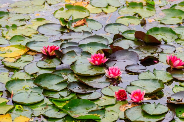 Nénuphars roses Nymphaea dans un lac