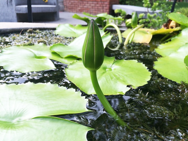 Photo les nénuphars sont hors de portée du soleil, le nénuphar.