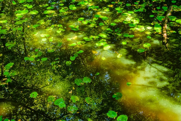 Nénuphars sur une surface du lac en forêt