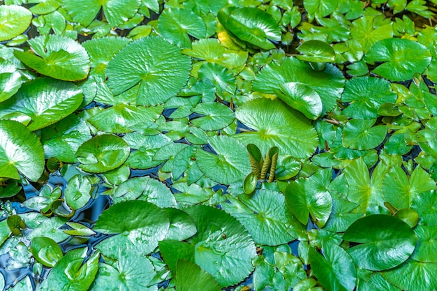 Nénuphars Sur La Surface De L'eau Du Lac