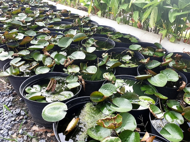 NénupharsPot de fleur de lotus à vendre sur le marché des plantes ornementales