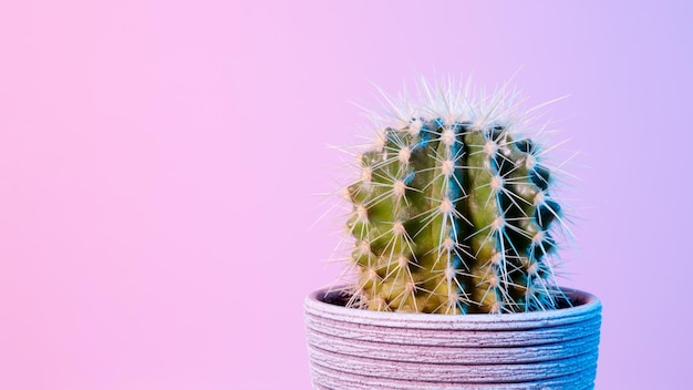 Neon Cactus Cactus vert en pot gris sur fond rose Minimal creative stillife Copy space