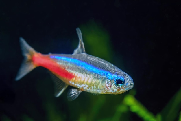 Neon tetra Poisson tropical Paracheirodon Innesi Il est également connu sous le nom de Neon Tetra.