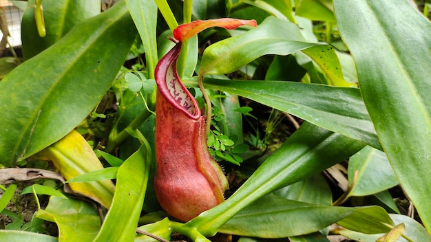 Nepenthes dans le jardin de la forêt tropicale.