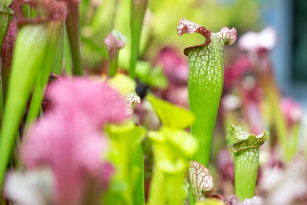 Nepenthes plante carnivore dans l'immense jardin botanique, concept nature