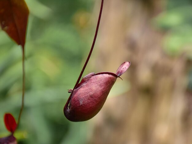 Photo nepenthes villosa également connu sous le nom de plante de cruche de singe