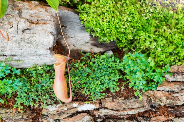 Nepenthes