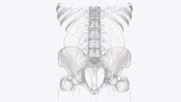 Photo le nerf sous-costal fournit l'alimentation motrice aux muscles intercostaux du rectus abdominis et aux muscles de la paroi abdominale antérieure.