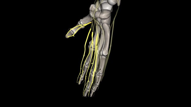 Photo nerfs numériques palmaires propres du nerf médian