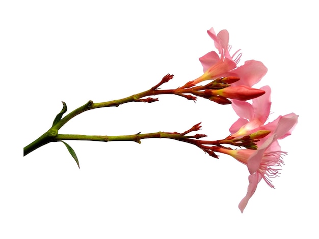 Nerium Oleander fleur isolé sur fond blanc