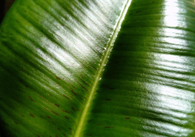Nervure de feuille de gros plan de Ficus religiosa Fond végétal sous la forme d'un gros plan de feuille vert vif avec un reflet de la lumière sur une surface brillante