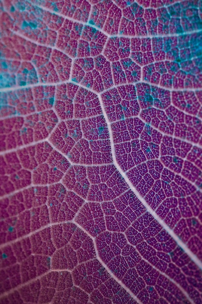 nervures des feuilles rouges et violettes feuilles en automne saison abstrait arrière-plan