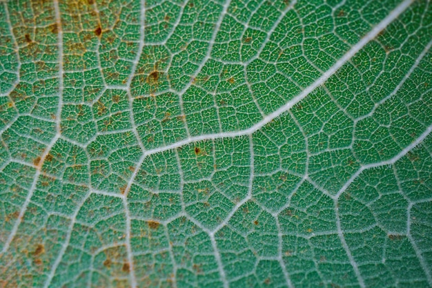 nervures des feuilles vertes feuilles au printemps abstrait