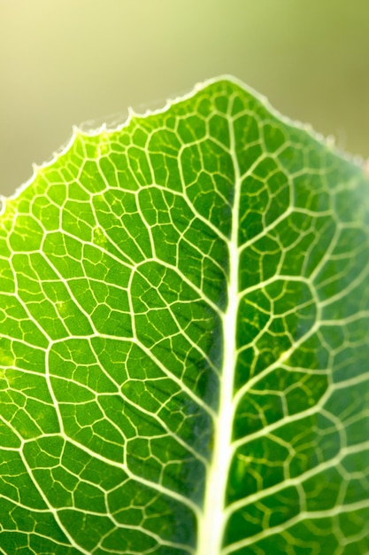 Nervures des feuilles vertes image en gros plan