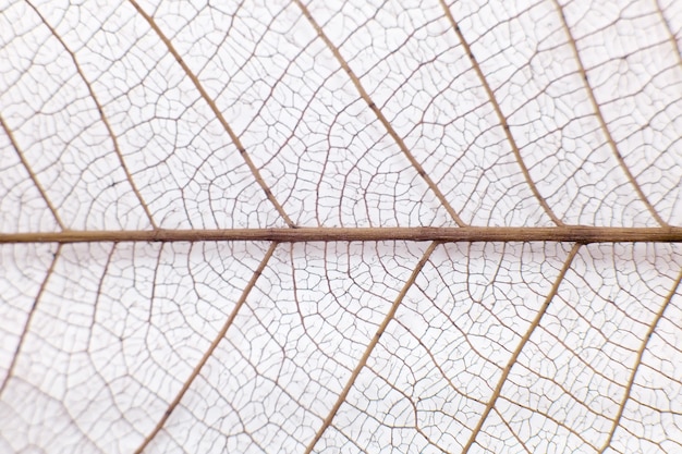 Nervures des feuilles