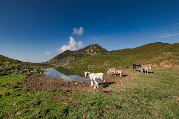 Ânes et chevaux dans une prairie de montagne