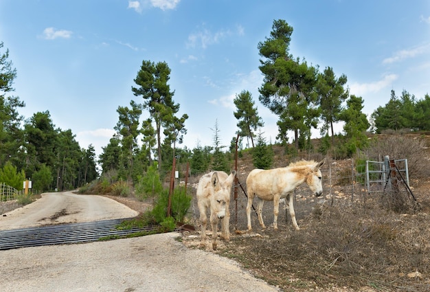 Ânes sauvages par la route dans le nord d'Israël