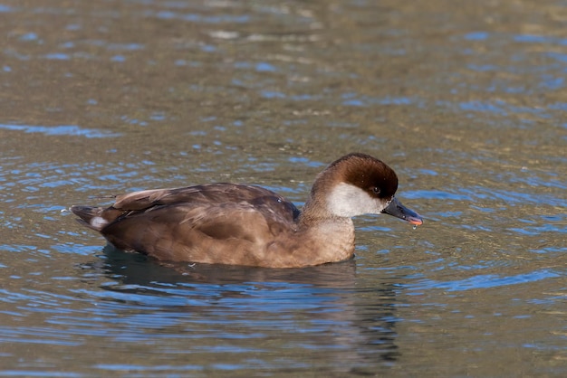 Nette rousse (netta rufina) nageant sur un lac