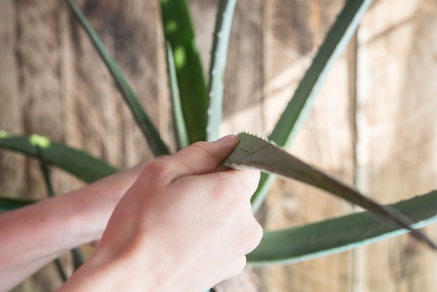 Nettoyage de l'aloe vera avec un chiffon