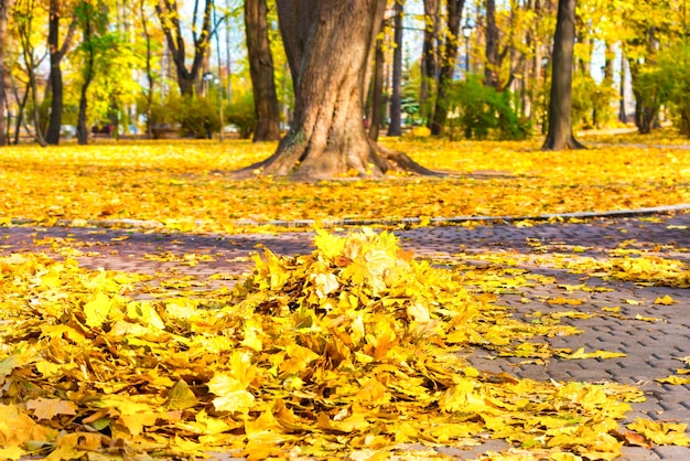 Nettoyage dans le parc tas de feuilles jaunes d'automne au sol