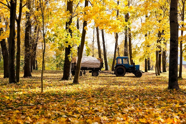 Nettoyage du feuillage dans le parc