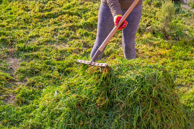 Nettoyage de l'herbe verte tondue de la pelouse. La femme ratisse l'herbe en tas avec un râteau en métal.